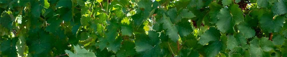 Les vins biologiques d'Elixir d'Oc