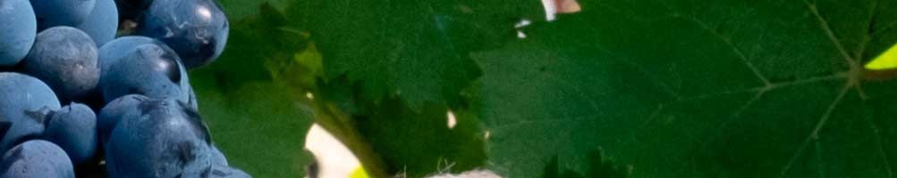 Les vins d'Occitanie de votre courtier Elixir d'Oc